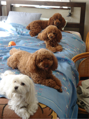 並んでお留守番