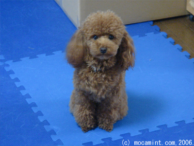 行儀がいいモルト